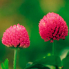 Natural Plant Isoflavones 20%, 40%, 8% Red Clover Extract by HPLC