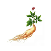 High Quality Ginseng Root Extract 80% Ginsenoside Customized Capsule with Private Label